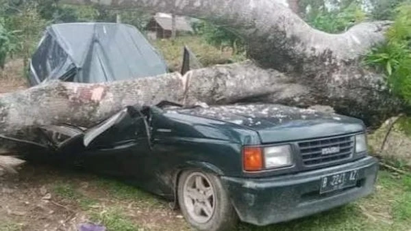 3 Orang Sekeluarga di Langkat Tewas Usai Mobil  Tertimpa Pohon - DigitalMediaPublic